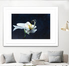 Phalaenopsis blanc by Jocelyne Maucotel on GIANT ART - blue flowers québécois