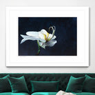 Phalaenopsis blanc by Jocelyne Maucotel on GIANT ART - blue flowers québécois