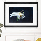 Phalaenopsis blanc by Jocelyne Maucotel on GIANT ART - blue flowers québécois