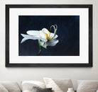 Phalaenopsis blanc by Jocelyne Maucotel on GIANT ART - blue flowers québécois