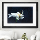 Phalaenopsis blanc by Jocelyne Maucotel on GIANT ART - blue flowers québécois