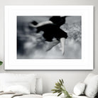Fly by Peter Morneau on GIANT ART - black photography dancer