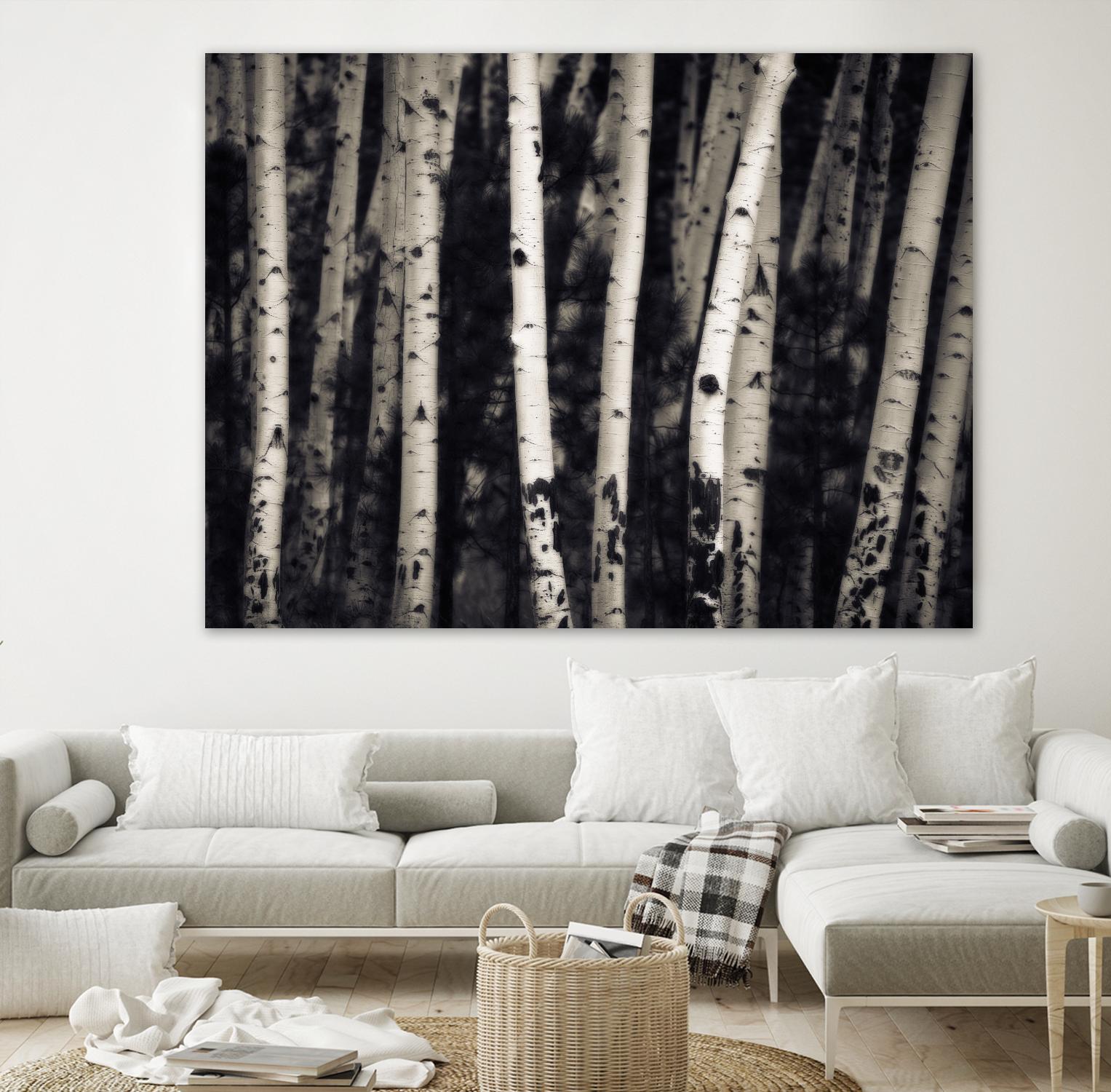 Birch Trees by Jamie Cook on GIANT ART - black landscape