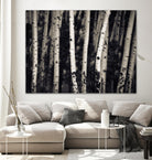 Birch Trees by Jamie Cook on GIANT ART - black landscape