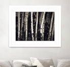 Birch Trees by Jamie Cook on GIANT ART - black landscape