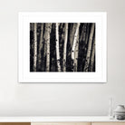 Birch Trees by Jamie Cook on GIANT ART - black landscape