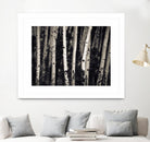 Birch Trees by Jamie Cook on GIANT ART - black landscape