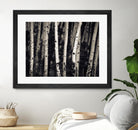 Birch Trees by Jamie Cook on GIANT ART - black landscape