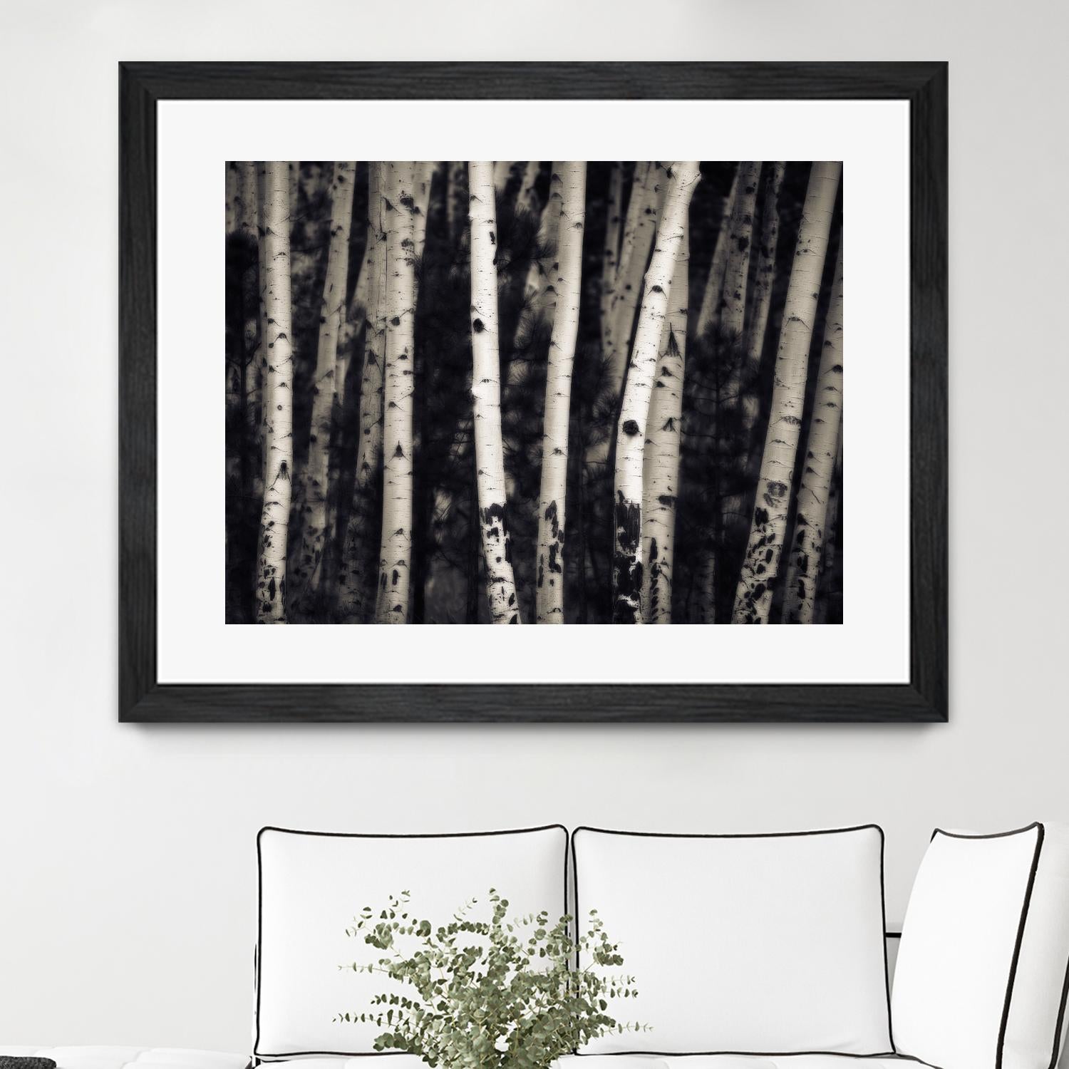 Birch Trees by Jamie Cook on GIANT ART - black landscape