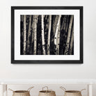 Birch Trees by Jamie Cook on GIANT ART - black landscape