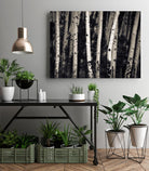 Birch Trees by Jamie Cook on GIANT ART - black landscape