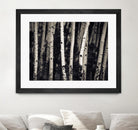 Birch Trees by Jamie Cook on GIANT ART - black landscape