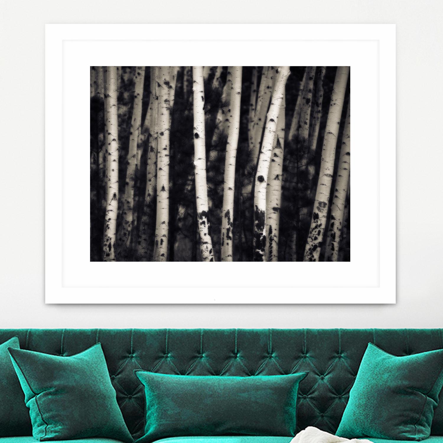 Birch Trees by Jamie Cook on GIANT ART - black landscape