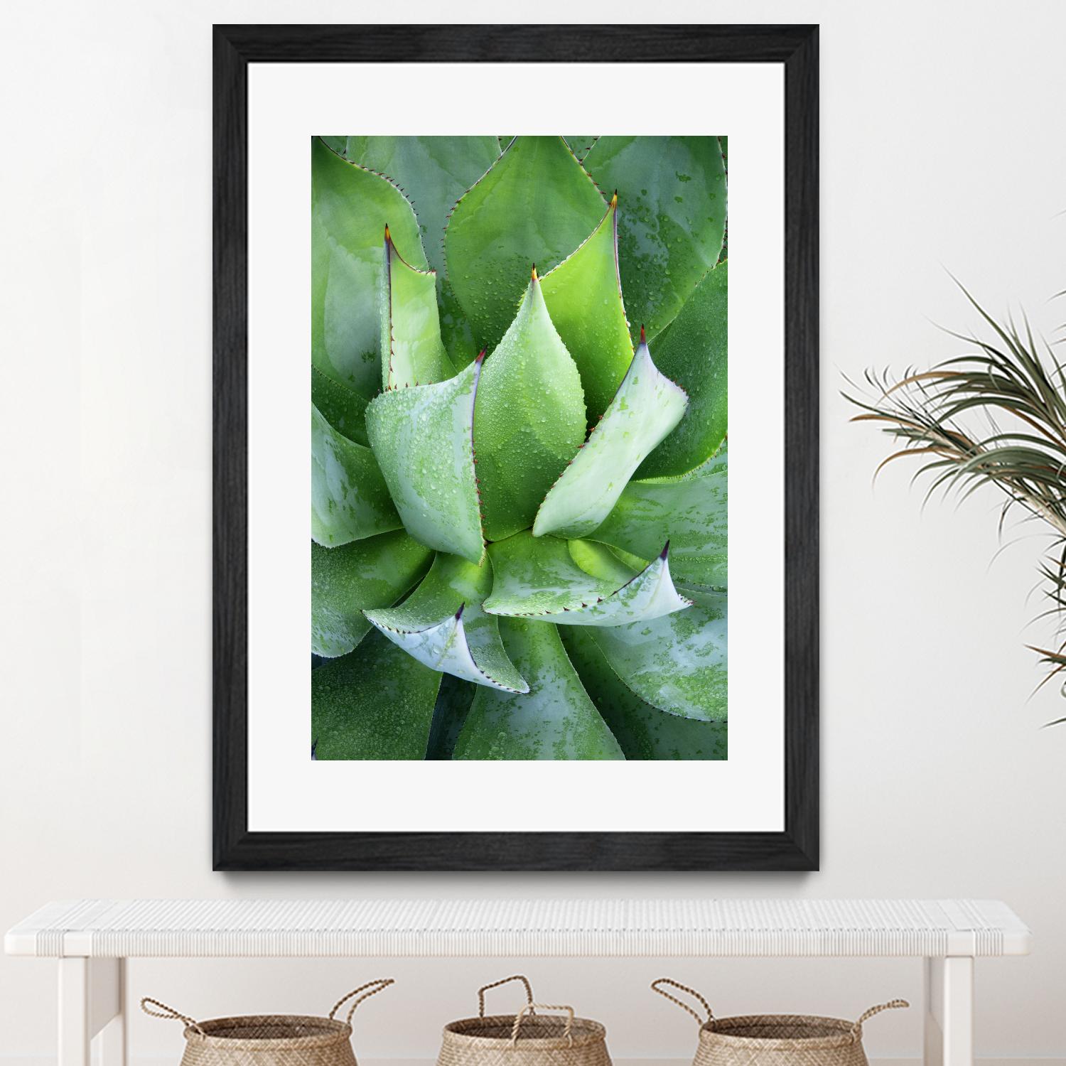 Yucca Study 1 by Acer Images on GIANT ART - green botany