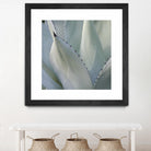 Black Tip Succulent by Karen Ussery on GIANT ART - grey botany