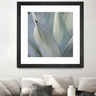 Black Tip Succulent by Karen Ussery on GIANT ART - grey botany