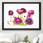 Spring Ranunculus III by Laura Marshall on GIANT ART - green floral