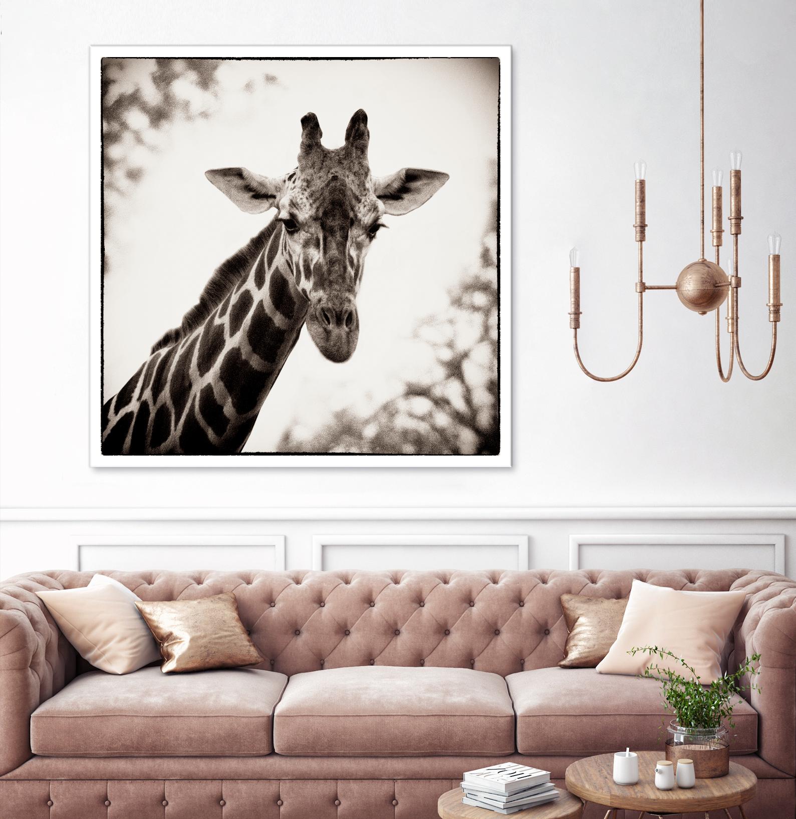 Giraffe I by Debra Van Swearingen on GIANT ART - grey animals