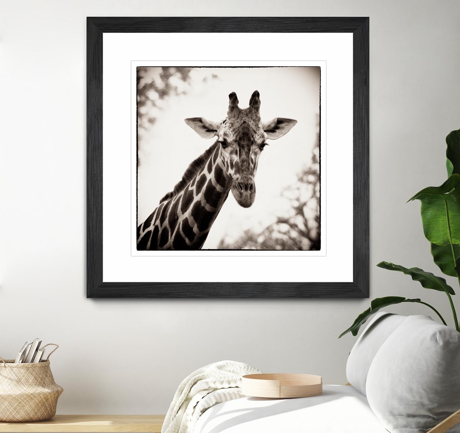 Giraffe I by Debra Van Swearingen on GIANT ART - grey animals