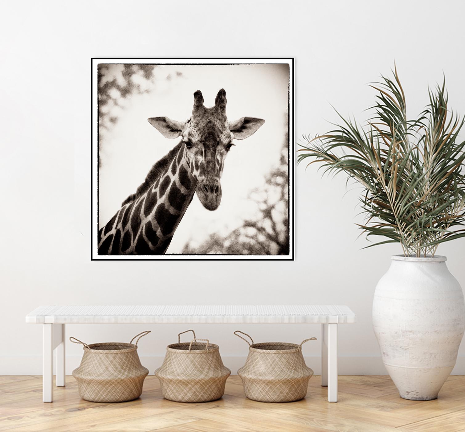 Giraffe I by Debra Van Swearingen on GIANT ART - grey animals