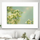Spring Beauty I by Sue Schlabach on GIANT ART - white floral