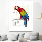 Parrot Botanique II by Portfolio on GIANT ART - red animal oiseau