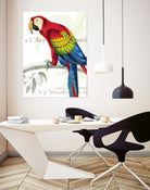 Parrot Botanique II by Portfolio on GIANT ART - red animal oiseau