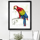 Parrot Botanique II by Portfolio on GIANT ART - red animal oiseau