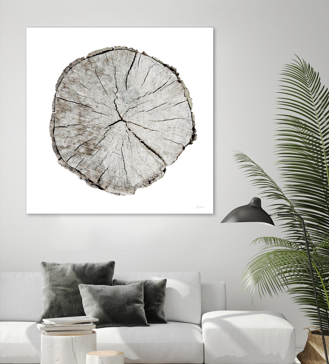 Woodland Years I on White by Sue Schlabach on GIANT ART - grey trees