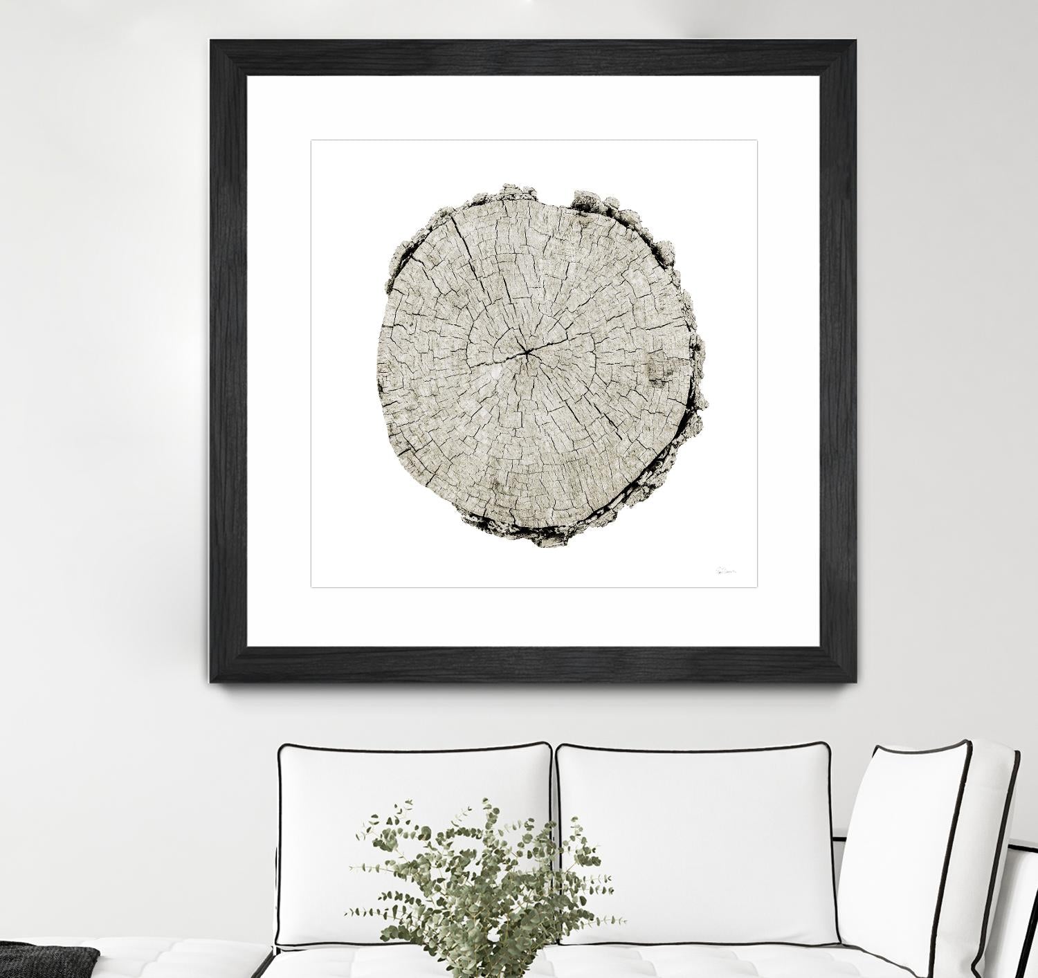 Woodland Years II on White by Sue Schlabach on GIANT ART - grey trees
