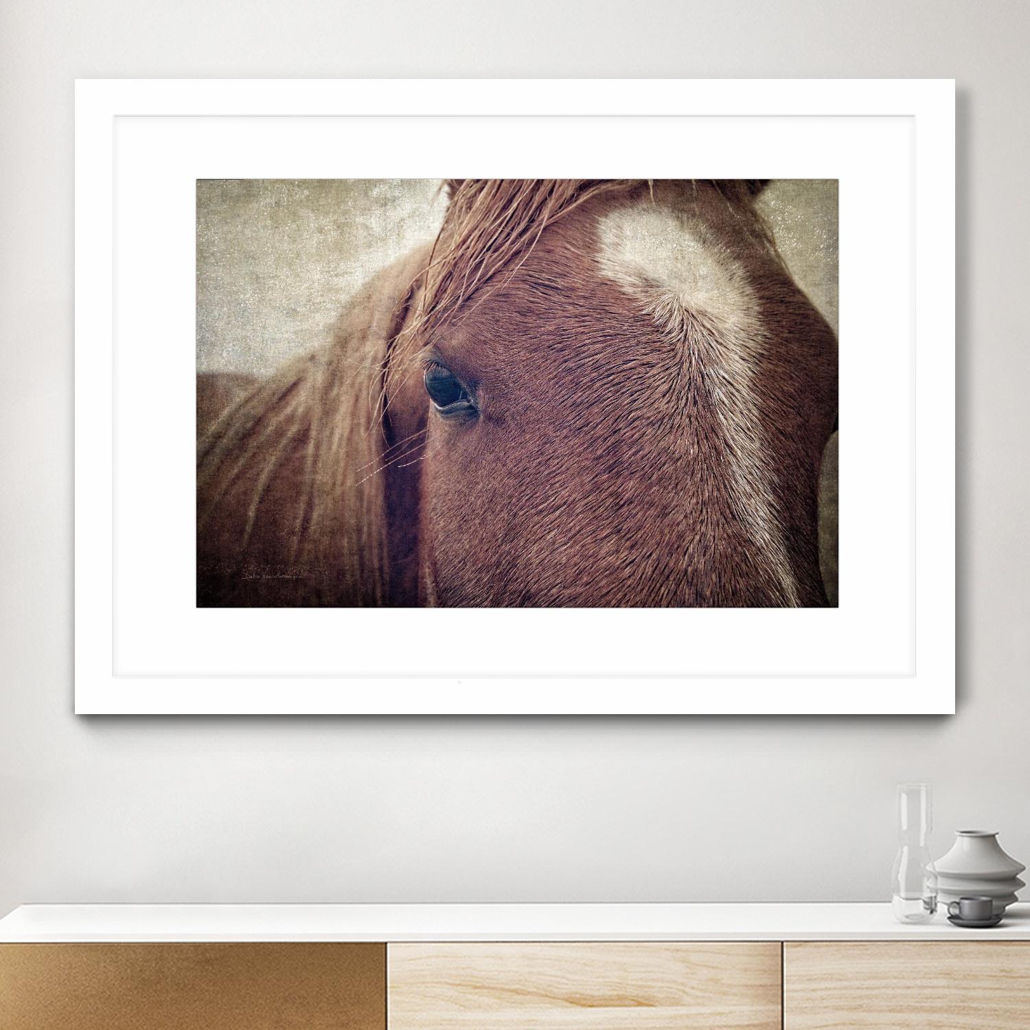 Dew Lashes by Debra Van Swearingen on GIANT ART - animals animals