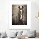 Heres Looking at You II by Debra Van on GIANT ART - animals animals