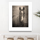 Heres Looking at You II by Debra Van on GIANT ART - animals animals