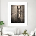 Heres Looking at You II by Debra Van on GIANT ART - animals animals