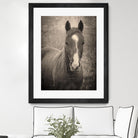 Heres Looking at You II by Debra Van on GIANT ART - animals animals