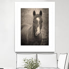 Heres Looking at You II by Debra Van on GIANT ART - animals animals