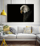 Eagle Bow by Nathan Larson on GIANT ART - white animals oiseau