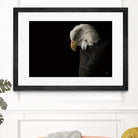 Eagle Bow by Nathan Larson on GIANT ART - white animals oiseau