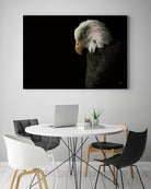 Eagle Bow by Nathan Larson on GIANT ART - animals american eagle