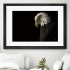 Eagle Bow by Nathan Larson on GIANT ART - white animals oiseau