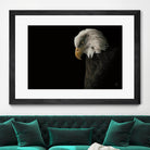 Eagle Bow by Nathan Larson on GIANT ART - white animals oiseau