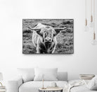 Highland Cow Staring Contest by Nathan Larson on GIANT ART - animals animals