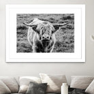 Highland Cow Staring Contest by Nathan Larson on GIANT ART - white animals highland cattle