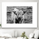 Highland Cow Staring Contest by Nathan Larson on GIANT ART - white animals highland cattle