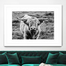 Highland Cow Staring Contest by Nathan Larson on GIANT ART - white animals highland cattle
