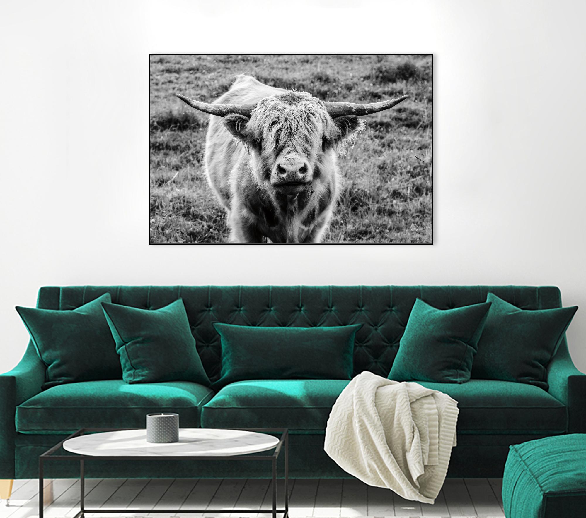 Highland Cow Staring Contest by Nathan Larson on GIANT ART - animals animals