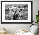 Highland Cow Staring Contest by Nathan Larson on GIANT ART - white animals highland cattle