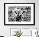Highland Cow Staring Contest by Nathan Larson on GIANT ART - white animals highland cattle