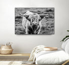 Highland Cow Staring Contest by Nathan Larson on GIANT ART - animals animals