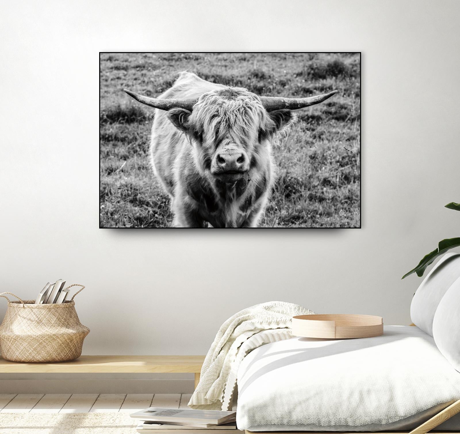 Highland Cow Staring Contest by Nathan Larson on GIANT ART - animals animals